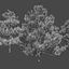 Pine asset