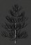 Pine asset
