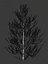 Pine asset