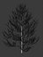 Pine asset