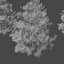 Pine asset