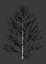 Pine asset