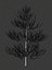 Pine asset