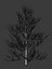 Pine asset