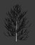 Pine asset