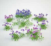tussock bellflower set