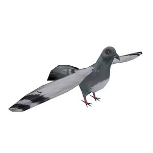 3d pigeon model