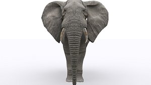 3d model rigged elephant