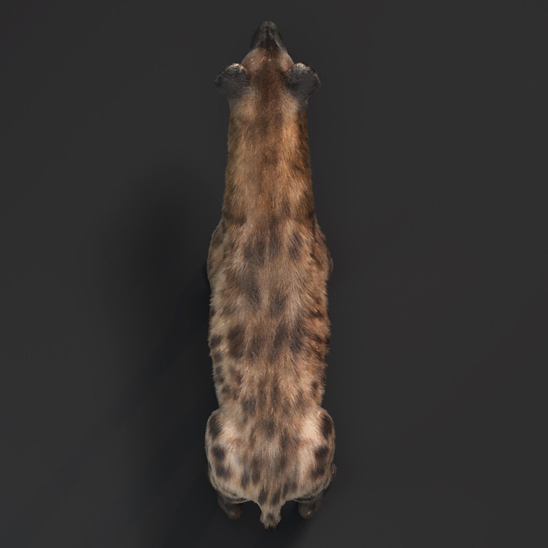Hyena For Production 3D model https://p.turbosquid.com/ts-thumb/hK/VjgmWN/FZ/mahmoudeltourkyhyenafinal07/jpg/1639673431/1920x1080/fit_q87/069a6551b20fa0c3a31ac5633ef65c8116b6531d/mahmoudeltourkyhyenafinal07.jpg