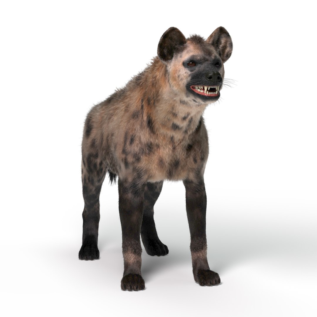 Hyena For Production 3D model https://p.turbosquid.com/ts-thumb/hK/VjgmWN/P3/hyena01/jpg/1723379556/1920x1080/fit_q87/027958129144ba63014eb7c6334fd0b2b62b57fa/hyena01.jpg
