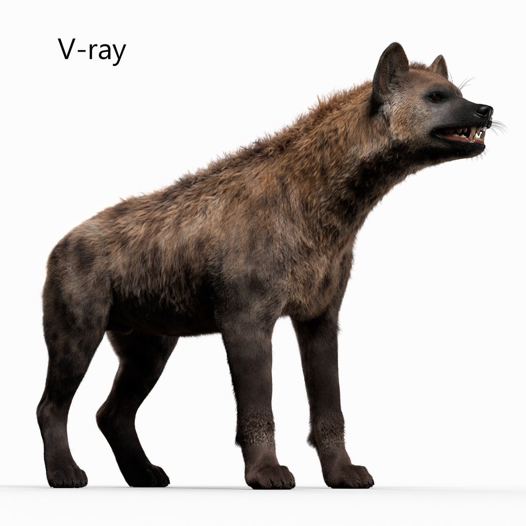 Hyena For Production 3D model https://p.turbosquid.com/ts-thumb/hK/VjgmWN/RZ/hyena0333/jpg/1640712265/1920x1080/fit_q87/62fbfb0bf7ba8eba588a8d2032bf6d4e6c999249/hyena0333.jpg