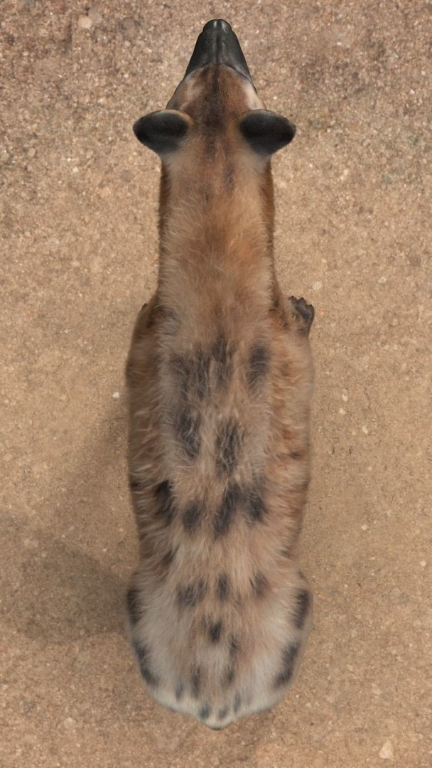 Hyena For Production 3D model https://p.turbosquid.com/ts-thumb/hK/VjgmWN/Vr/hyenaforproduction3dmodelobjfbxmaabcmel12/jpg/1639657409/1920x1080/fit_q87/4462fbeac156987450b4b4865a0ca55b889cf196/hyenaforproduction3dmodelobjfbxmaabcmel12.jpg