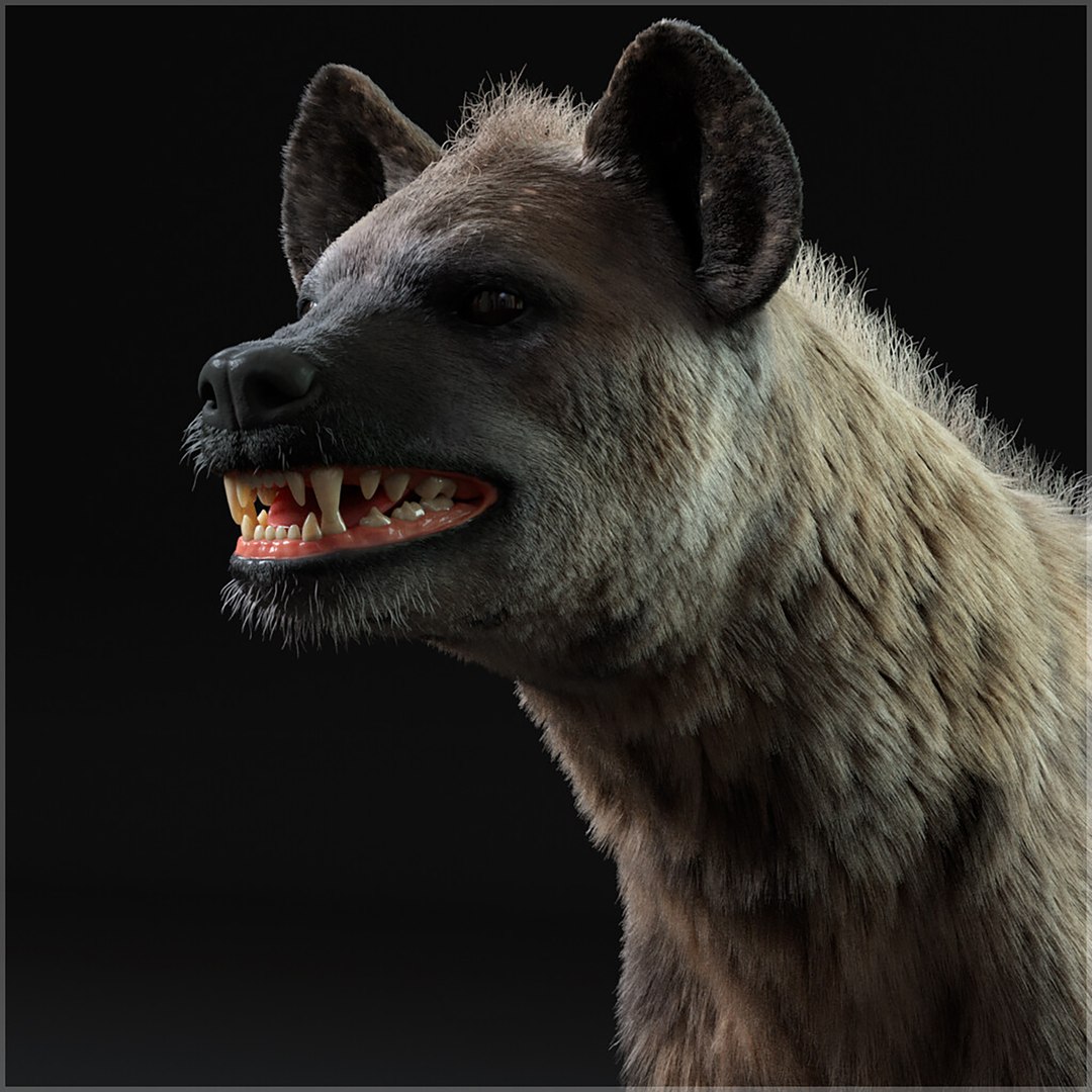 Hyena For Production 3D model https://p.turbosquid.com/ts-thumb/hK/VjgmWN/gE/mahmoudeltourkyhyenacover/jpg/1639673433/1920x1080/fit_q87/876d7e33994b70a9f8dee727505c3181b9c547a8/mahmoudeltourkyhyenacover.jpg