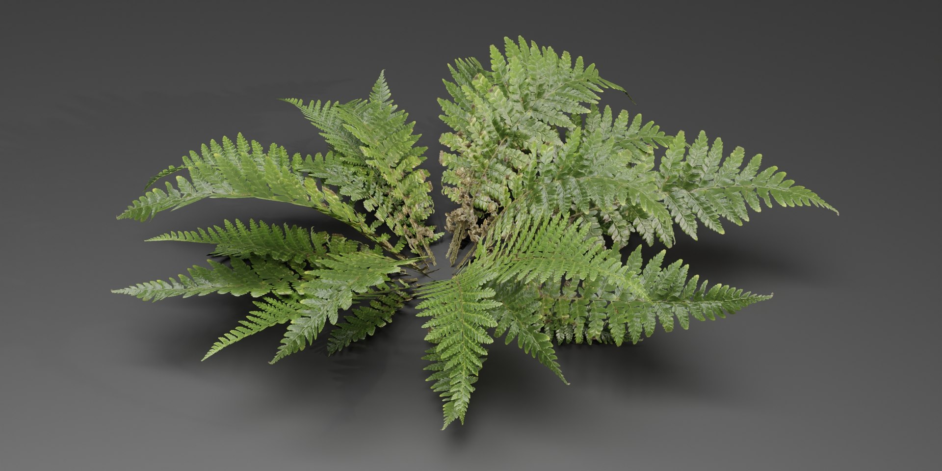 3D Model Low Poly Fern Plants Collection Vol 217-Blender-3dmodel ...