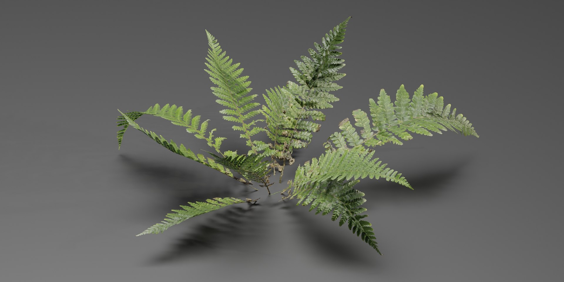 3D Model Low Poly Fern Plants Collection Vol 217-Blender-3dmodel ...