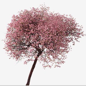 3D Set of Kwanzan Cherry or Prunus lannesiana Tree - 2 Trees model