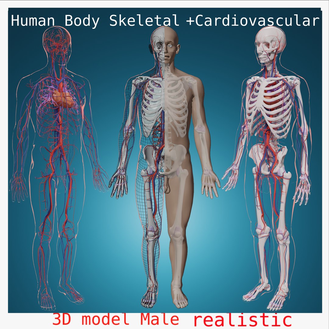 Complete Homan Body Anatomy Skeletal Skeleton Muscle Cardiovascular ...
