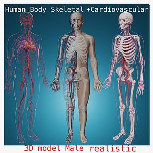 3D Cardiovascular System skeletal skeleton human body skin heat anatomy 
