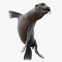 Wet Sea Lion Swimming Pose