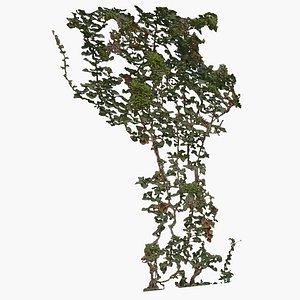 Ivy2
