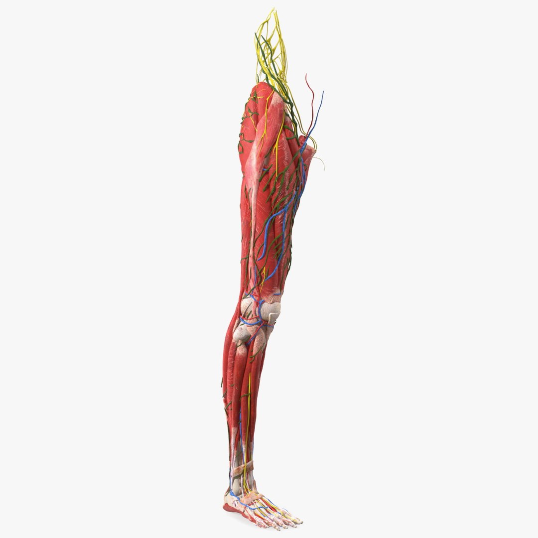 Young Man Anatomy Right Leg 3D model preview