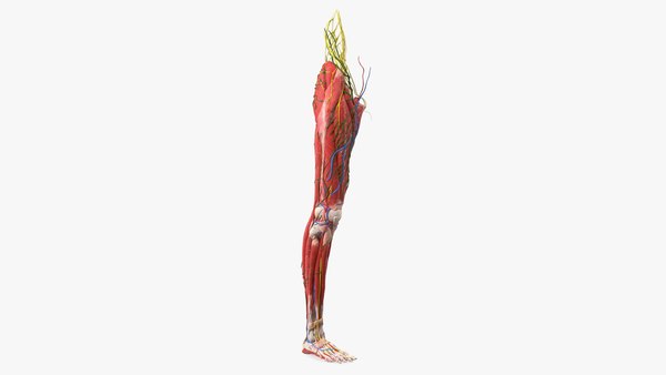 3D Young Man Anatomy Right Leg model - TurboSquid 1838624