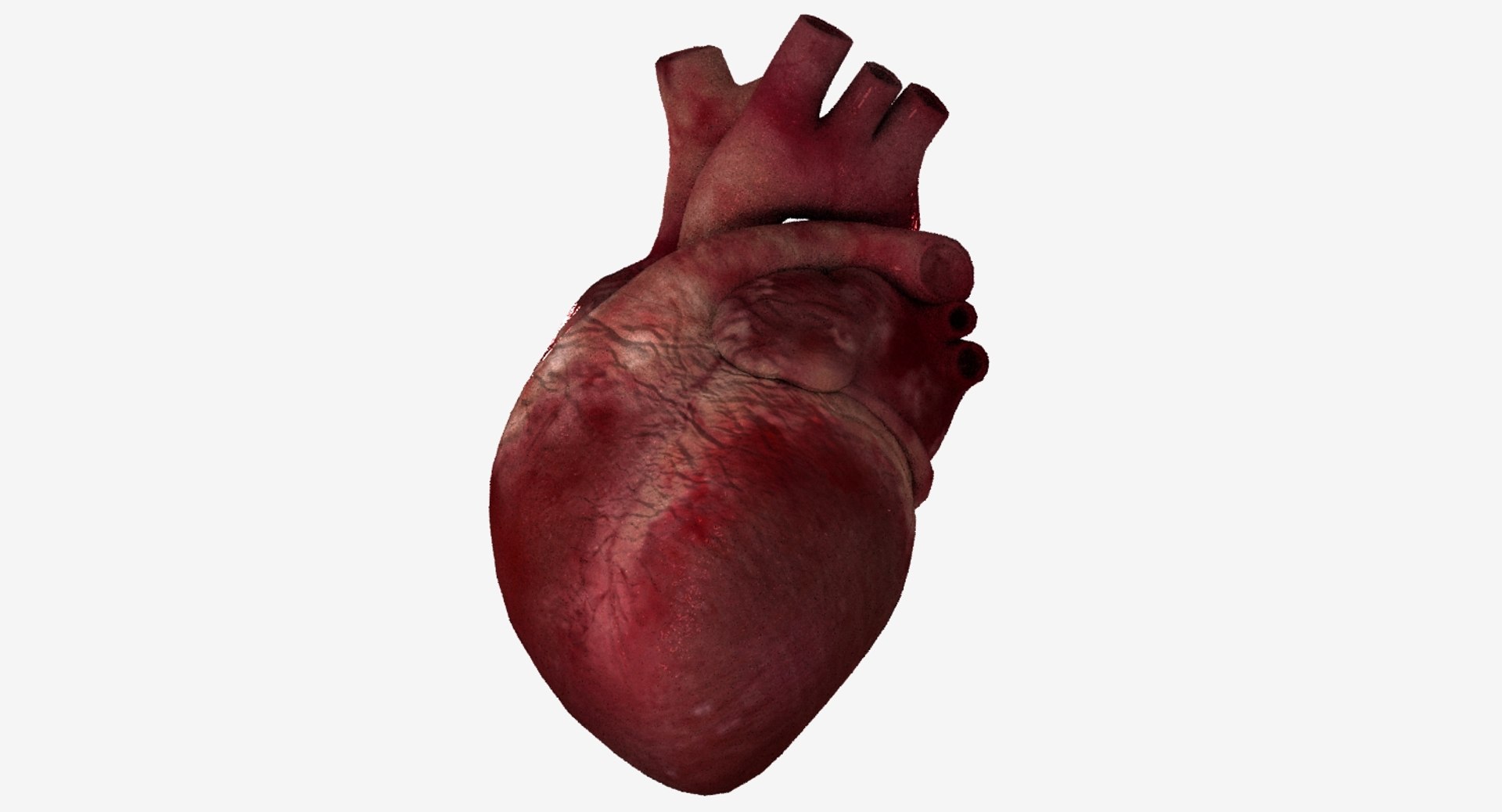 3D Model Human Heart Animation Rig - TurboSquid 1434134
