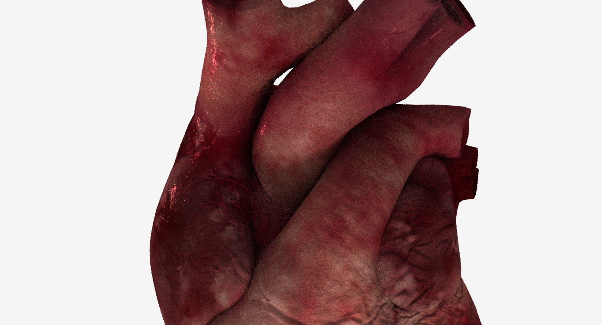 3D Model Human Heart Animation Rig - TurboSquid 1434134