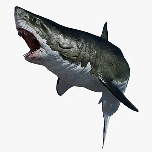 Great White SharkAnimatedRigged 3D 3D model
