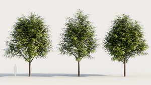 3D Grevillea edelfeltii a tree