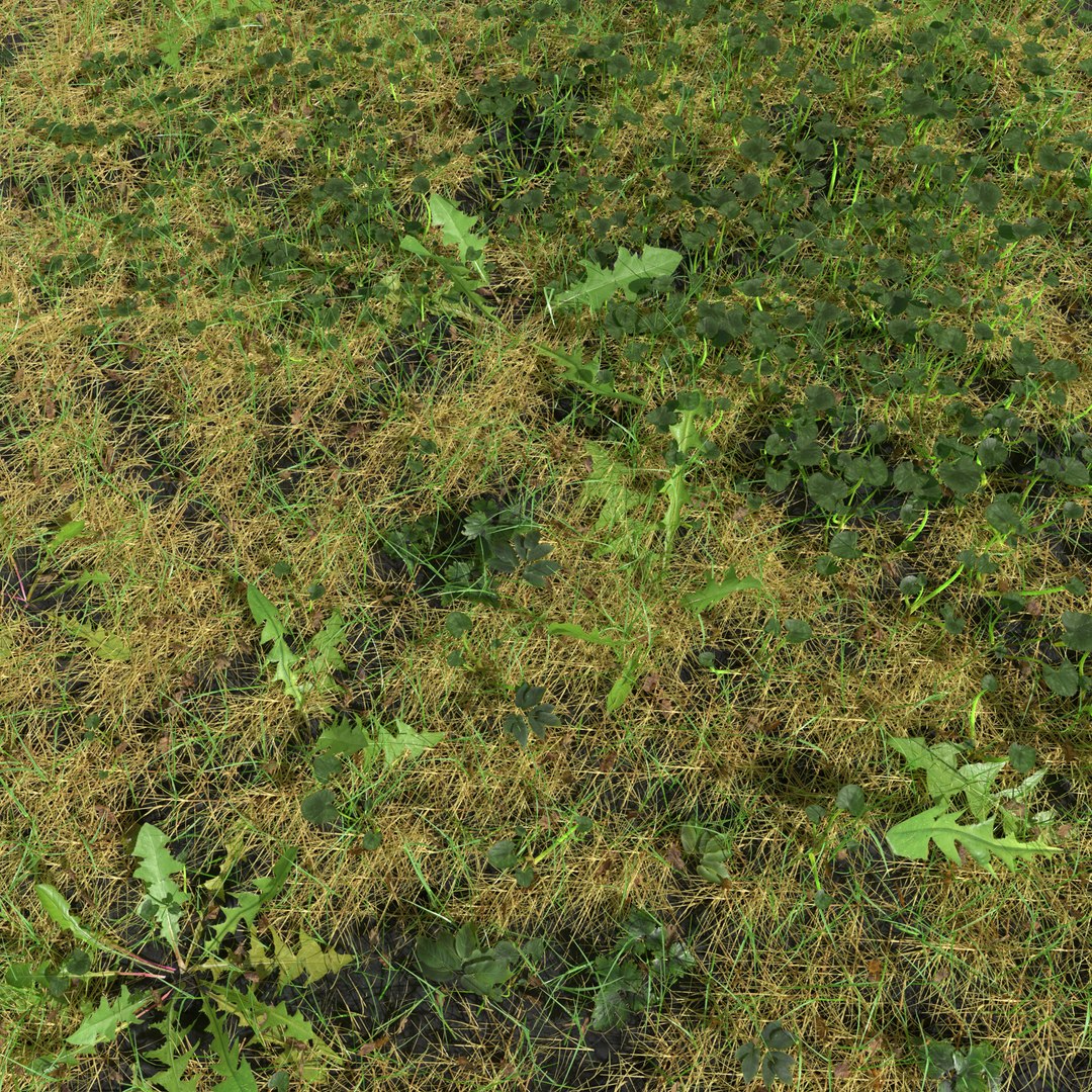 3D fig buttercup meadow patch https://p.turbosquid.com/ts-thumb/hM/MnjzWG/B3KlpuKl/meadowpatch_figbuttercup_preview_01/png/1575760286/1920x1080/fit_q87/176f4967703bb913f614c12753700b9df72ae066/meadowpatch_figbuttercup_preview_01.jpg