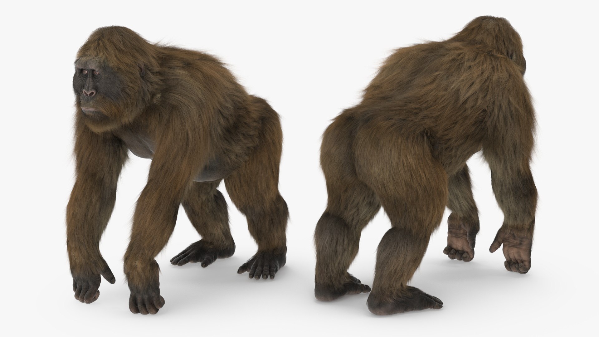 3D Model Gigantopithecus Stands On Four Limbs Fur - TurboSquid 2311405