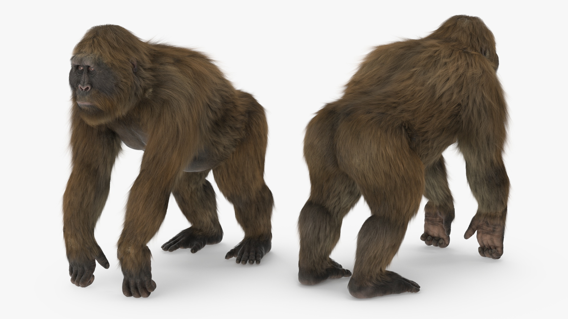 modelo 3d Gigantopithecus se apoya sobre cuatro extremidades ...