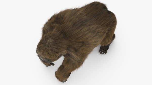 modelo 3d Gigantopithecus se apoya sobre cuatro extremidades ...
