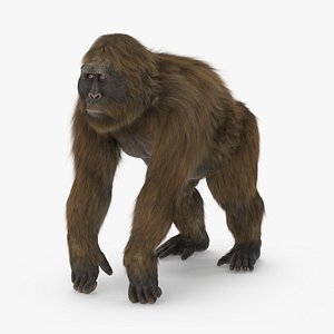 Gigantopithecus Stands on Four Limbs Fur