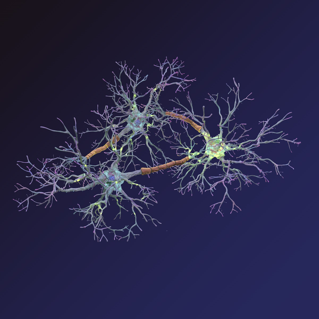 neurons synapses myelin c4d https://p.turbosquid.com/ts-thumb/hM/Rmhu9D/2NYO4dpl/neurons/jpg/1475468247/1920x1080/turn_fit_q99/7b305de6186414078004ab6d5cda6deb6f2e9226/neurons-1.jpg