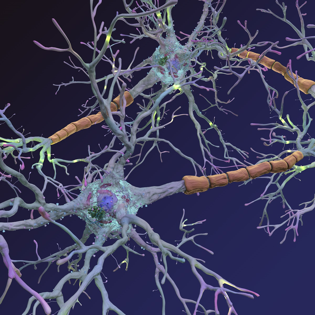 neurons synapses myelin c4d