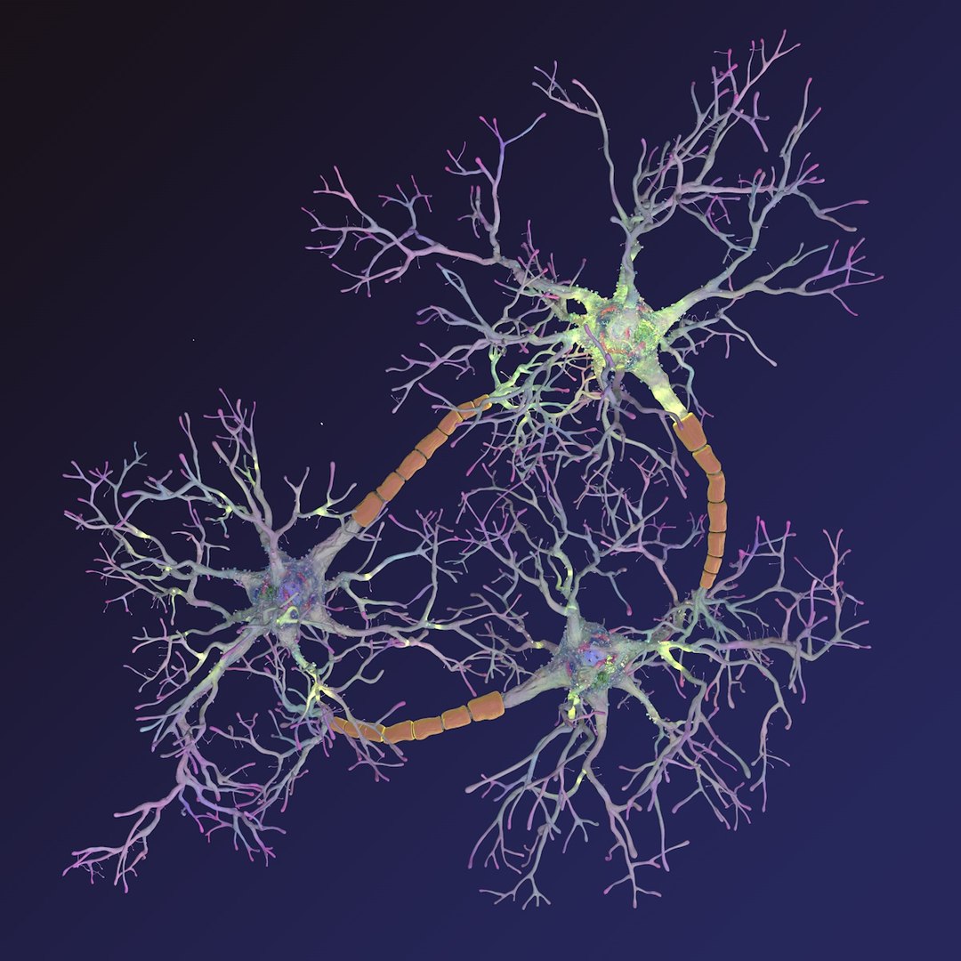 neurons synapses myelin c4d https://p.turbosquid.com/ts-thumb/hM/Rmhu9D/77qwBU7g/neurons_0001/jpg/1475473587/1920x1080/fit_q87/8094836ee603969b8d1f64924b2c69d8db96541e/neurons_0001.jpg