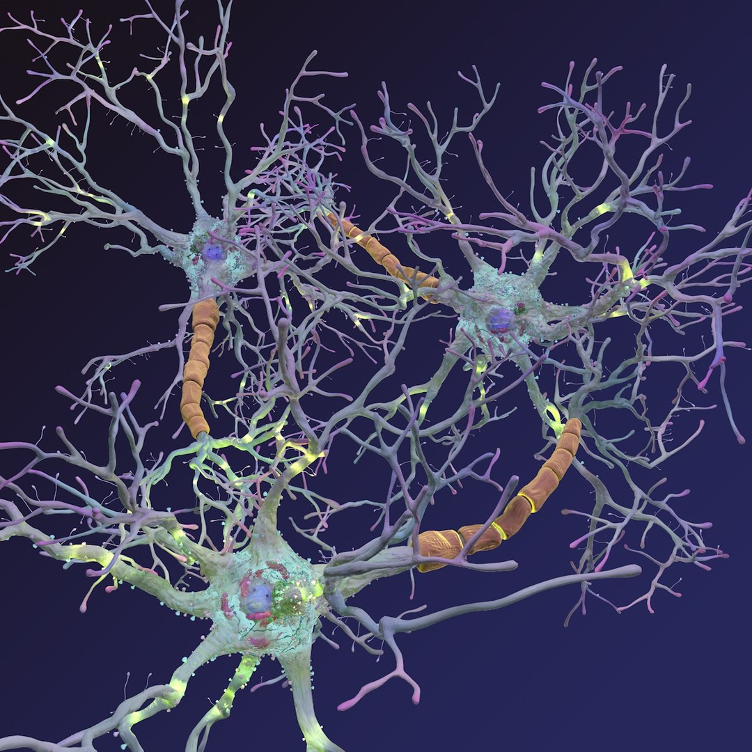 neurons-synapses-myelin-c4d