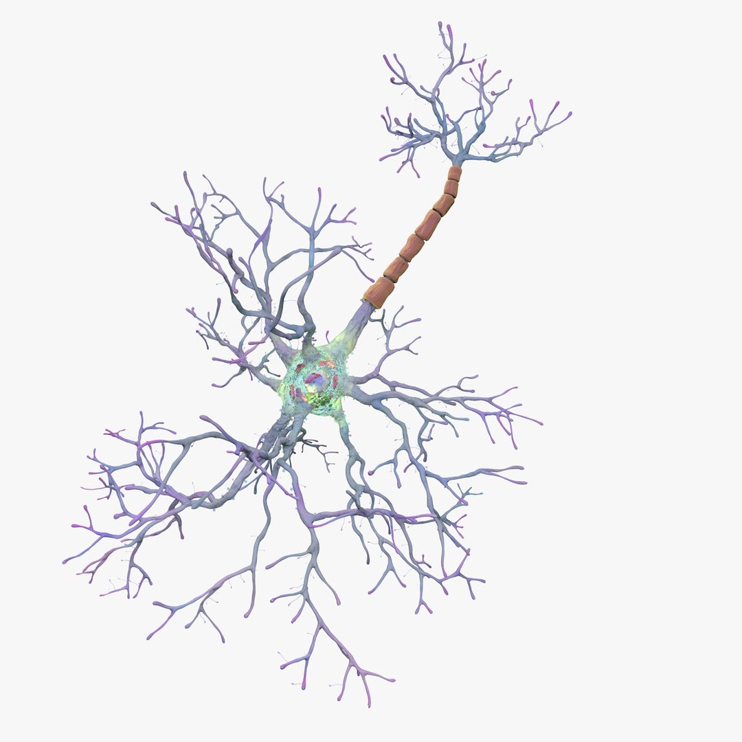 neurons synapses myelin c4d https://p.turbosquid.com/ts-thumb/hM/Rmhu9D/MU0zk6S7/neurons02_0028/jpg/1475478875/1920x1080/fit_q87/d7a0677889c4886cfa9c731a6e804b083c6e3343/neurons02_0028.jpg