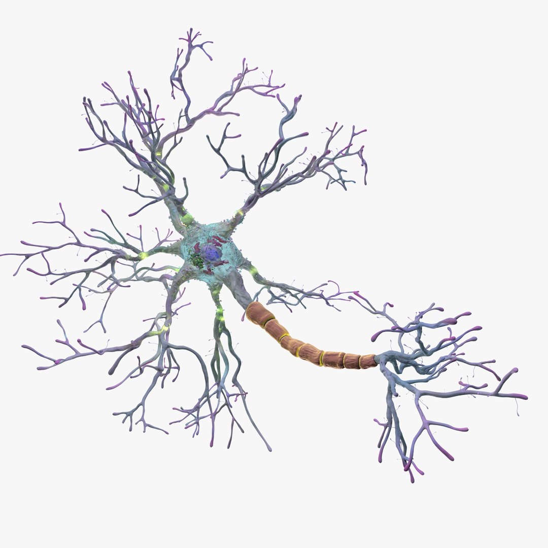 neurons synapses myelin c4d https://p.turbosquid.com/ts-thumb/hM/Rmhu9D/Ml9OCe6j/neurons01/jpg/1475478822/1920x1080/fit_q87/83862699242e3c0db47dce68be249e31621401f3/neurons01.jpg