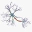 neuroni