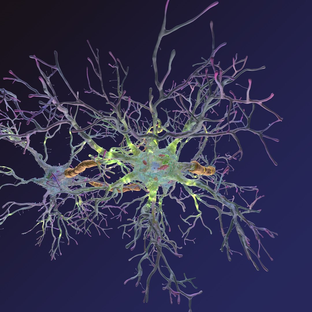 neurons synapses myelin c4d