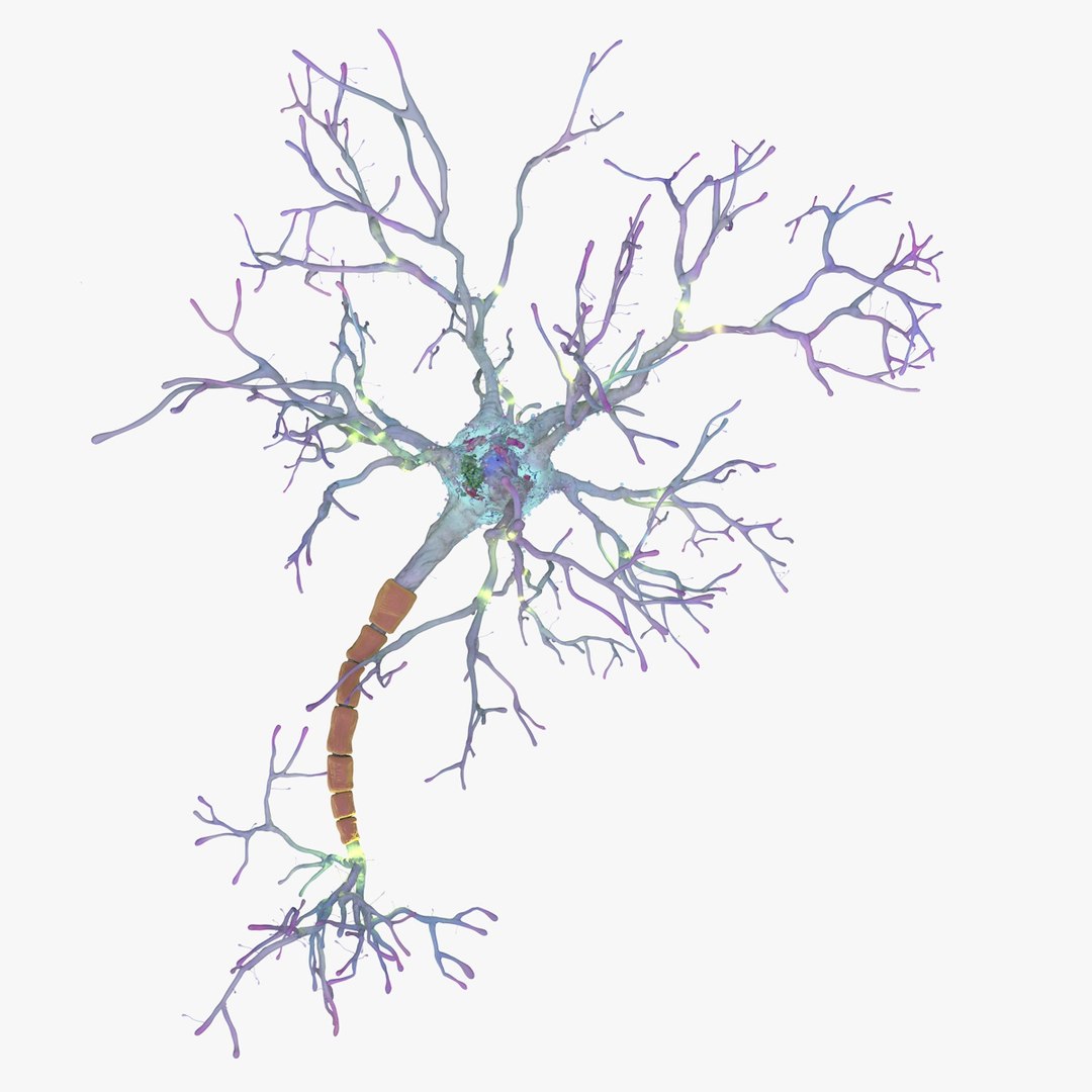 neurons synapses myelin c4d https://p.turbosquid.com/ts-thumb/hM/Rmhu9D/tVvNk0XJ/neurons03_0018/jpg/1475479068/1920x1080/fit_q87/8018316d8deab925e6635fdad5ece9940def6cb6/neurons03_0018.jpg