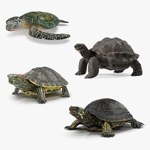 Turtle 3D Models for Download | TurboSquid