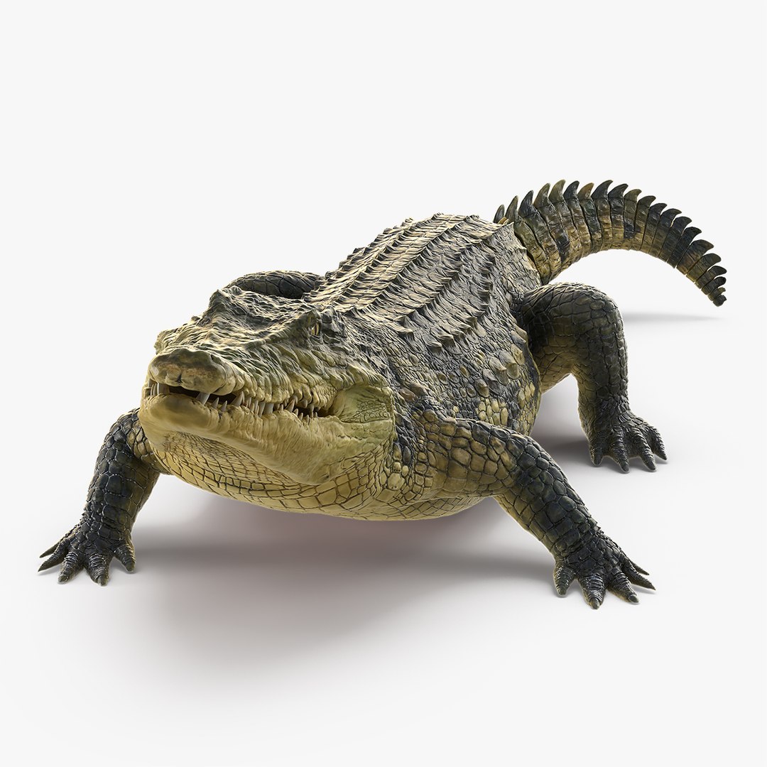 Animated Crocodile Eating Rigged for Cinema 4D 3D model preview