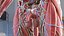 3D male torso internal organs