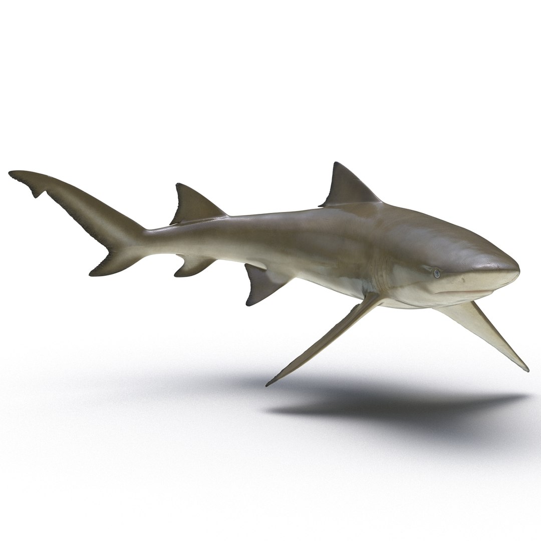 sicklefin lemon shark rigged c4d https://p.turbosquid.com/ts-thumb/hM/dKy5yH/1KR4vz4g/sicklefinlemonsharkriggedcinema4d3dmodel05/jpg/1481907841/1920x1080/fit_q87/9fbb54133e175650cf6ce42837311cfc201e0ff6/sicklefinlemonsharkriggedcinema4d3dmodel05.jpg