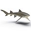 Sicklefin Lemon Shark equipado para Cinema 4D mode