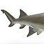 Sicklefin Lemon Shark equipado para Cinema 4D mode